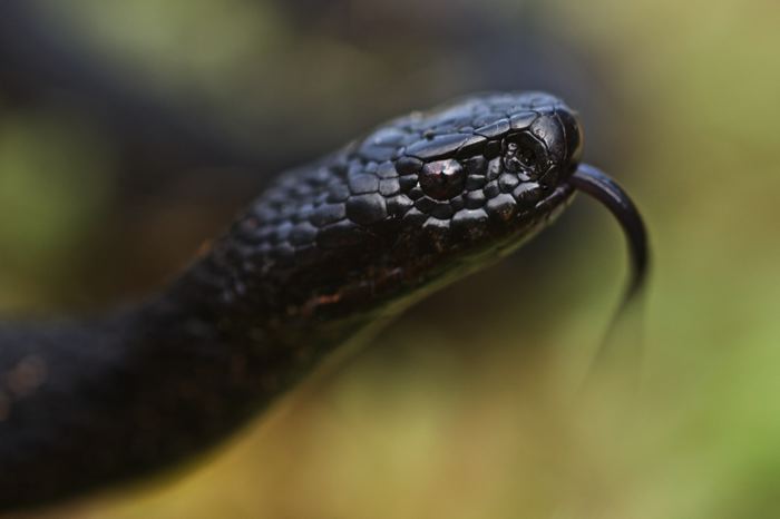 Vipera berus